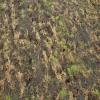 Foto van grasland met muizenschade